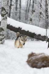 Grey Wolf (Canis lupus) Stalks Up on Body of Deer in Foreground Winter