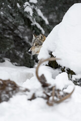 Grey Wolf (Canis lupus) Looks Around Snow Covered Bush Antlers and Body of Deer in Foreground Winter