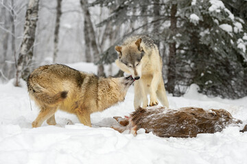 Grey Wolf (Canis lupus) Licks at Face of Packmate Over Deer Body Winter