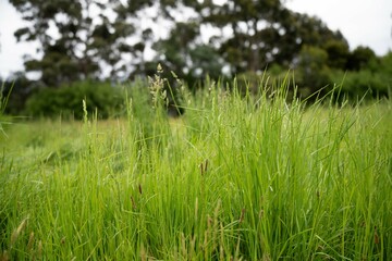 Pasture on a farm in Australia. Spring grass growth
