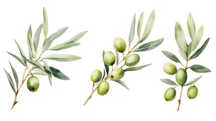Set of Three Watercolor Olive Branch Leaves and Fruits AI Generated