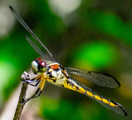 dragonfly on a branch