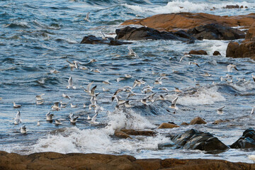 Mouettes et goëlands en vol au-dessus des vagues en Bretagne-France