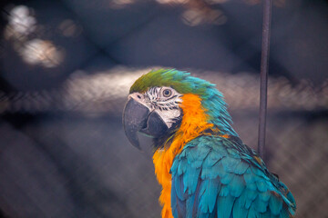Blue and Yellow Macaw Parrot (Ara ararauna): Tropical Splendor in Vibrant Feathers