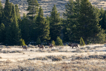 A male elk and a few of the females in his harem in rutting season in Yellowstone National Park