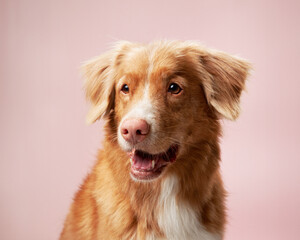 Gentle dog, serene pastel backdrop. A Nova Scotia Duck Tolling Retriever offers a soft gaze in a...