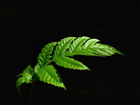 Phegopteri connectilis (Michx.) Watt, A high shutter speed photo of Phehpoteri connectilis leaf black background.