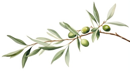 Olive branch with olives. Hand drawn watercolor illustration isolated on white background Generative AI