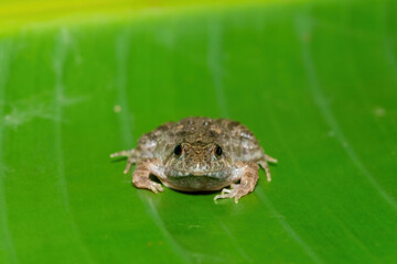 Obraz premium Close-up of a cute Snoring Puddle Frog (Phrynobatrachus natalensis) on a large green leaf 