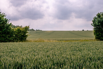 Dramatic Green Field Before a Storm - Capturing the Intensity of Nature's Contrast