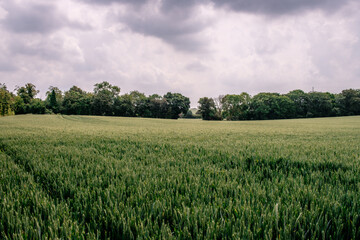 Dramatic Green Field Before a Storm - Capturing the Intensity of Nature's Contrast