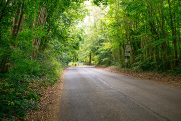 Asphalt Road and Leafy Green Tree Archway - Creating a Natural Tunnel Effect in a Serene Landscape