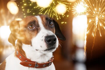 Cute domestic smart dog with fireworks - obrazy, fototapety, plakaty