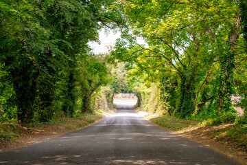 Asphalt Road and Leafy Green Tree Archway - Creating a Natural Tunnel Effect in a Serene Landscape