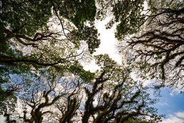 Amazing Bottom view of Giant trees with Huge trunks and Branches at De Djawatan, Benculuk, Banyuwangi,East Java, Indonesia