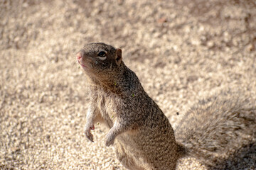 Foto de ardilla en el bosque