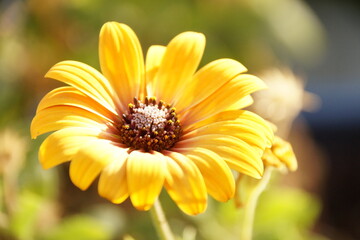 Gelbe Blume