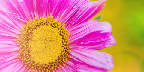 A macro photo of a part of an aster flower. Water drops on pink flower petals.