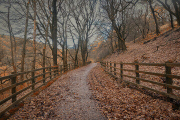 Autumnal woodland at Tockholes