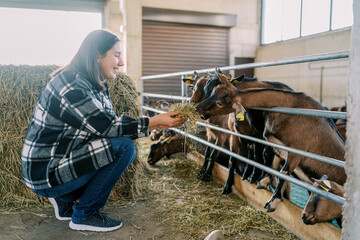 Young smiling woman feeding goats over fence with hay