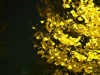 Tokyo, Japan - November 28, 2023: Gingko leaves illuminated with the street light
