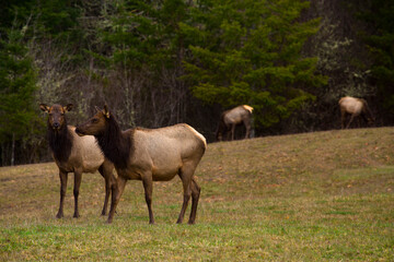 Fototapeta premium Roosevelt elk seen in a field near Olympic National Park in Washington state 