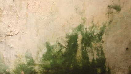 Mossy Grunge Old Cream Wall. Abandoned House Wall Texture
