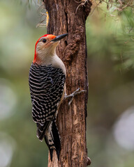 red-billed woodpecker 