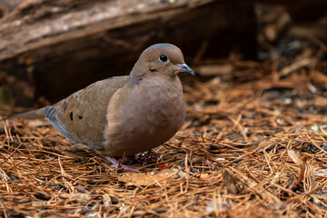 dove on pine needles
