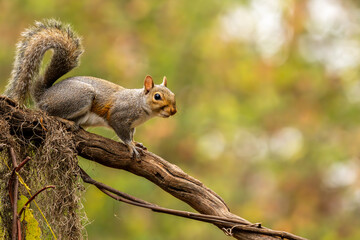 squirrel on a tree