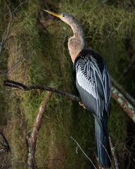 An anhinga perched among the trees of the marsh.