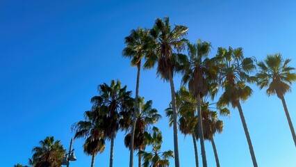 Fototapeta na wymiar Palm trees at the beach - travel photography