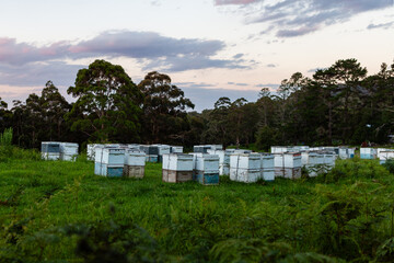 bee hives in the field