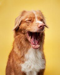 Laughter in the studio, a dog's delight. A joyous Nova Scotia Duck Tolling Retriever yawns against a yellow backdrop