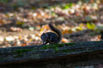 squirrel eating nut