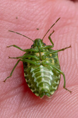 Juniper Stink Bug
