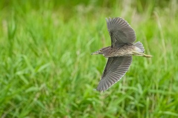 グリーンバックに優雅に飛ぶホシゴイ（ゴイサギ幼鳥）
