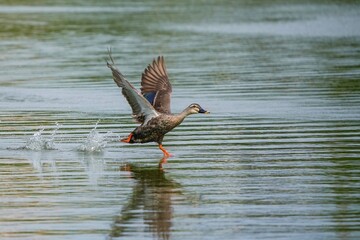 グリーンの水面を疾走するカルガモ