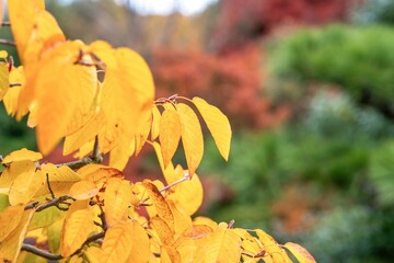 紅葉バックに見るきれいに色づいた広葉樹の黄葉