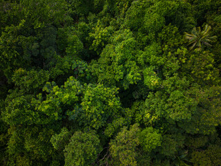 Aerial green tropical forest on sea island carbon recycling ecology system