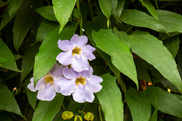 Tumbérgia-azul – Thunbergia grandiflora