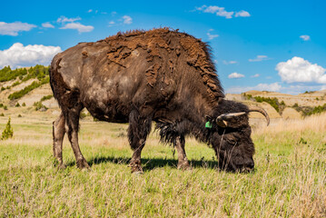 american bison in the field