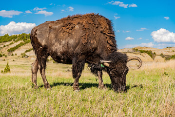 buffalo grazing in the field