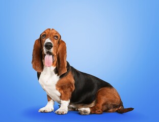 Young cute smart dog sitting and looking