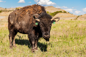 american buffalo in the field