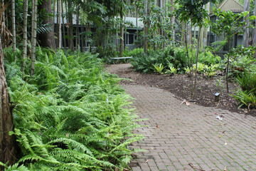 Brick path and ferns at the Tondoon Botanic Gardens in Gladstone, Queensland, Australia