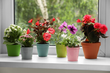Fototapeta na wymiar Different beautiful flowers in pots on windowsill indoors