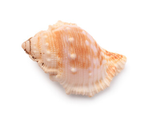 Beautiful seashell isolated on white. Beach object