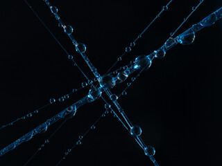 Color High resolution water drops on spiderweb. Macro photography.