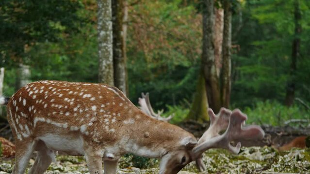 Male fallow deer, buck with antlers in natural environment. Deer Dama dama. Vision Park in Auberive region, France. Slow motion